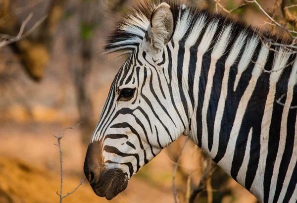 津巴布韦稀树草原上的斑马 — 图库照片