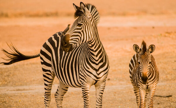 Zebras in the savanna of in Zimbabwe, South Africa