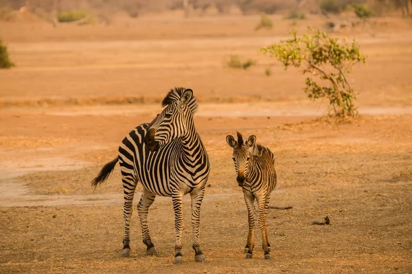 Cebras Sabana Zimbabue Sudáfrica — Foto de Stock