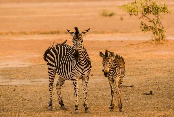 Güney Afrika Nın Zimbabve Ovasında Zebralar — Stok fotoğraf