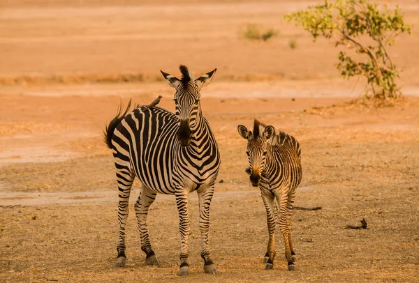 Cebras Sabana Zimbabue Sudáfrica — Foto de Stock