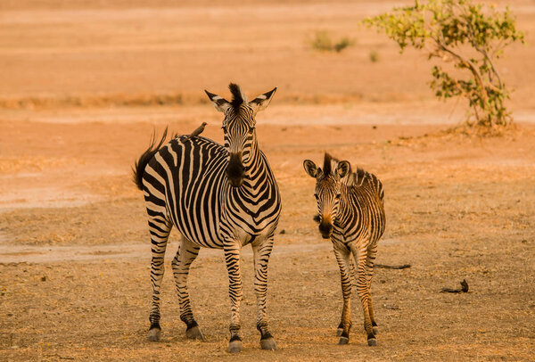 Zebras in the savanna of in Zimbabwe, South Africa