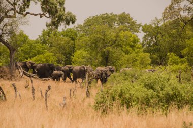 Güney Afrika 'nın Zimbabve ovasındaki filler.