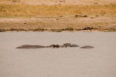 Hippo Savannah Zimbabve, Güney Afrika