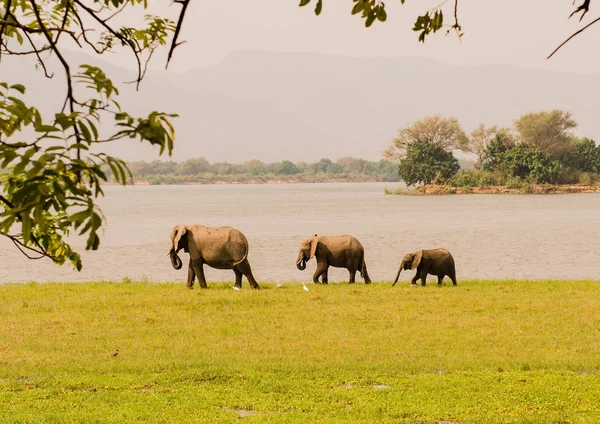 Elephants in the savanna of in Zimbabwe, South Africa — Stock Photo, Image