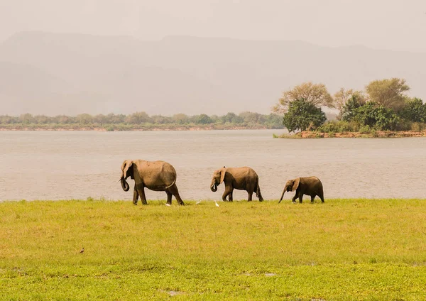 Elefanten in der Savanne von Simbabwe, Südafrika — Stockfoto