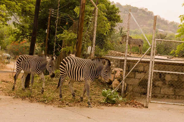 Zebras in the savanna of in Zimbabwe, South Africa — Stock Photo, Image