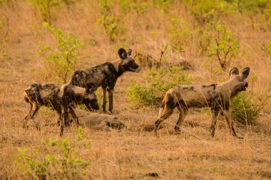 Afrika Vahşi köpekler Savannah Zimbabve, Güney Afrika