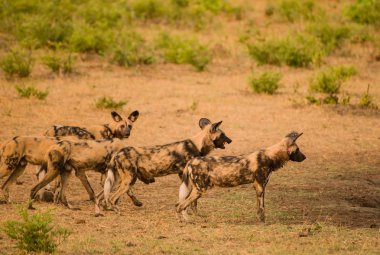 Afrika Vahşi köpekler Savannah Zimbabve, Güney Afrika