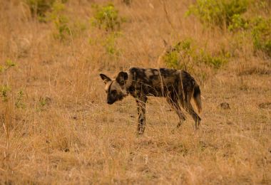 Afrika Vahşi köpekler Savannah Zimbabve, Güney Afrika