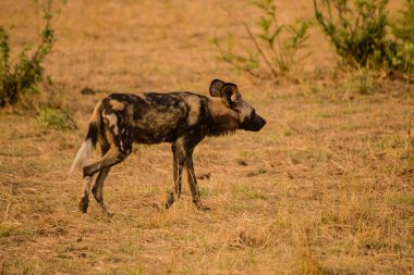Afrika Vahşi köpekler Savannah Zimbabve, Güney Afrika