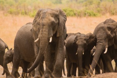 Güney Afrika 'nın Zimbabve ovasındaki filler.