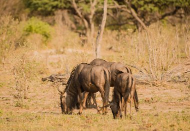 Şerit gnu Zimbabve, Güney Afrika savana içinde 