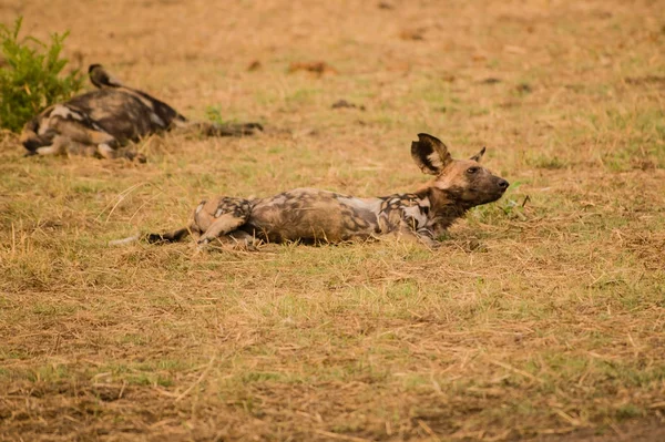 Perros Salvajes Africanos Sabana Zimbabue Sudáfrica — Foto de Stock