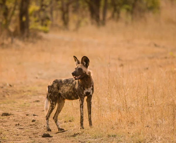 Perros Salvajes Africanos Sabana Zimbabue Sudáfrica — Foto de Stock