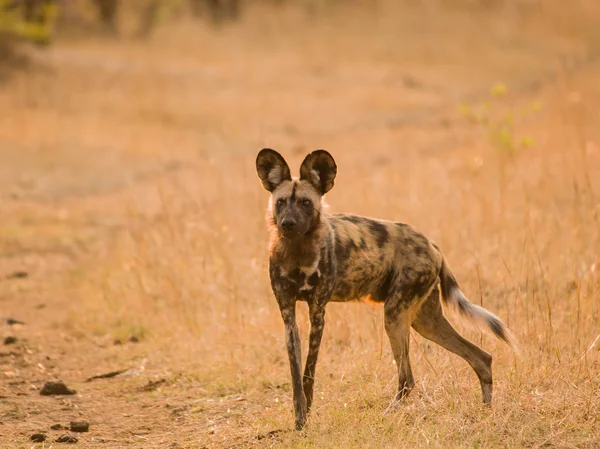 African Wild Dogs Savannah Zimbabwe South Africa — Stock Photo, Image