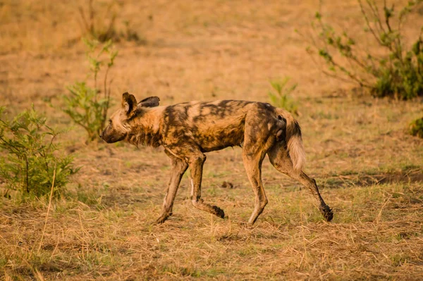 非洲野生狗在大草原关闭在津巴布韦 — 图库照片
