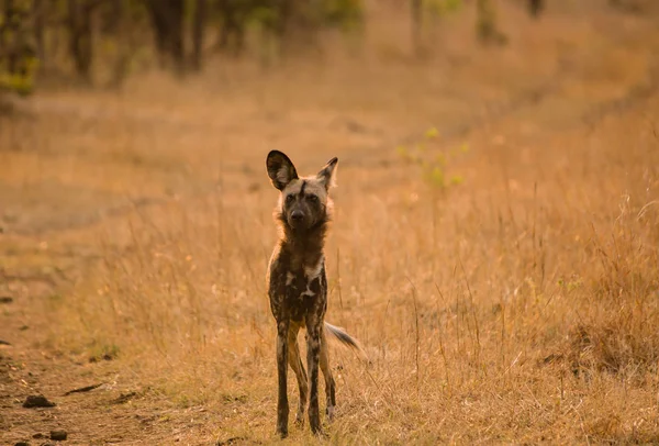 Perros Salvajes Africanos Sabana Zimbabue Sudáfrica — Foto de Stock