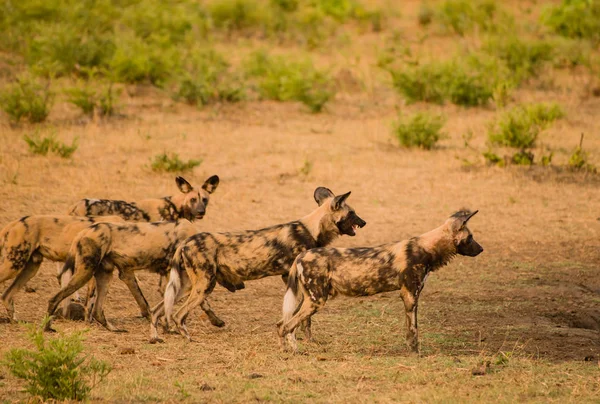 Africký Divoký Dogs Savannah Vypnout Zimbabwe Jihoafrická Republika — Stock fotografie