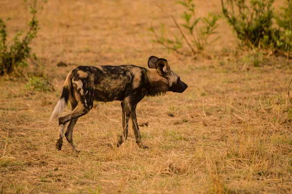 非洲野生狗在大草原关闭在津巴布韦 — 图库照片