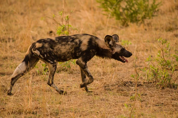 Afrikaanse Wilde Honden Savanne Zimbabwe Zuid Afrika — Stockfoto
