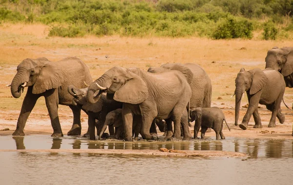 Słonie Sawannie Zimbabwe Republika Południowej Afryki — Zdjęcie stockowe