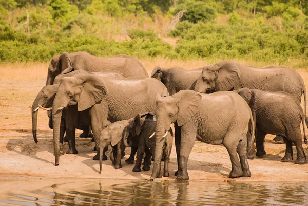 Słonie Sawannie Zimbabwe Republika Południowej Afryki — Zdjęcie stockowe