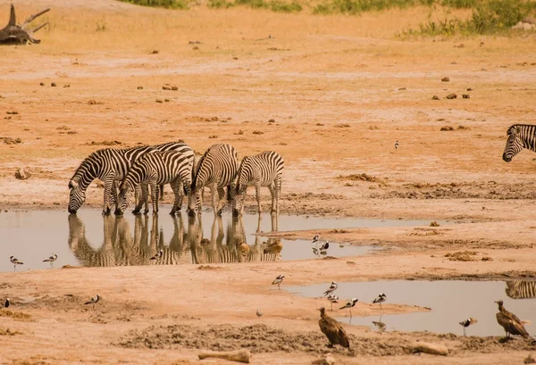 Zebry Savaně Zimbabwe Jižní Afrika — Stock fotografie