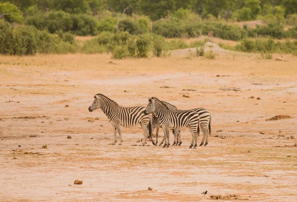 Zebras Savana Zimbabwe África Sul — Fotografia de Stock