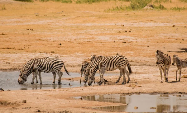 津巴布韦稀树草原上的斑马 — 图库照片