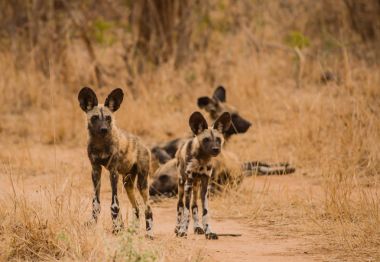 Afrika Vahşi köpekler Savannah Zimbabve, Güney Afrika
