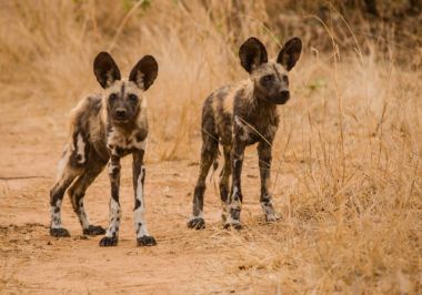 Afrika Vahşi köpekler Savannah Zimbabve, Güney Afrika