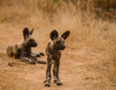 Afrika Vahşi köpekler Savannah Zimbabve, Güney Afrika