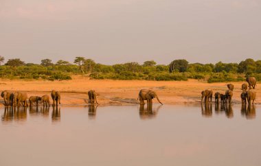 Güney Afrika 'nın Zimbabve ovasındaki filler.