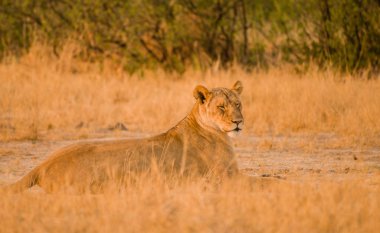 Dişi aslan Savannah Zimbabve, Güney Afrika