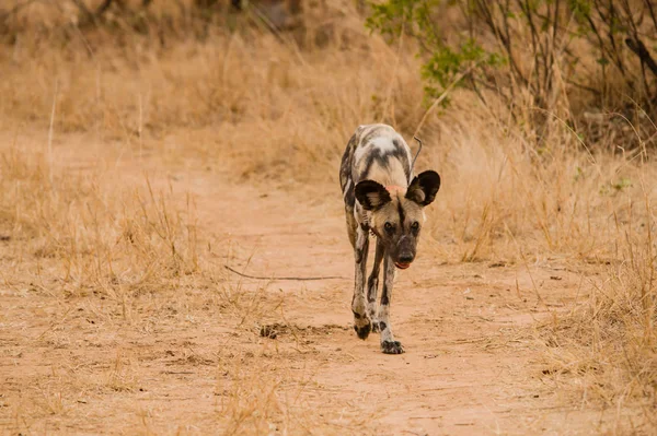 Afrika Vahşi Köpekler Savannah Zimbabve Güney Afrika — Stok fotoğraf