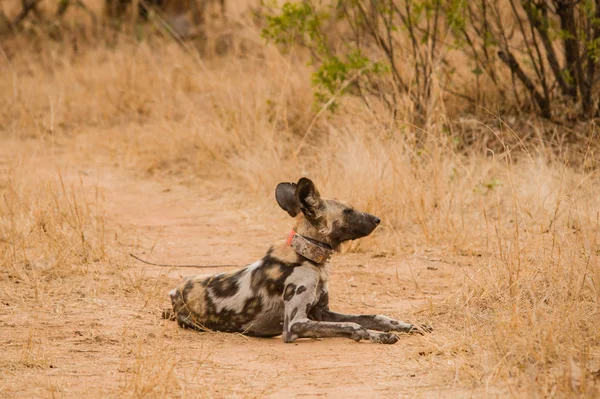 Afrikanische Wildhunde Der Savanne Vor Zimbabwe Südafrika — Stockfoto