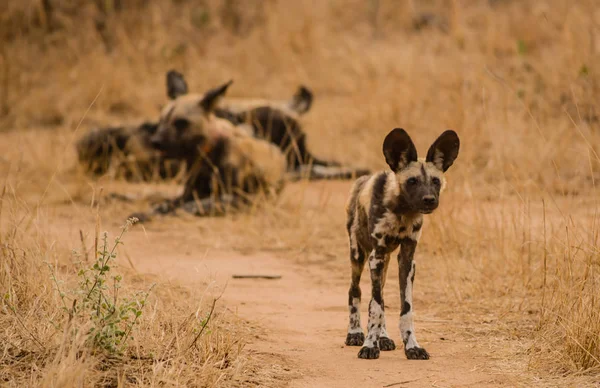 Cães Selvagens Africanos Savannah Zimbabwe África Sul — Fotografia de Stock