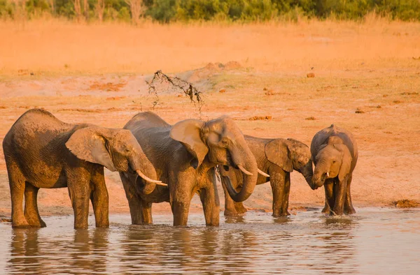 Elefantes Sabana Zimbabue Sudáfrica —  Fotos de Stock