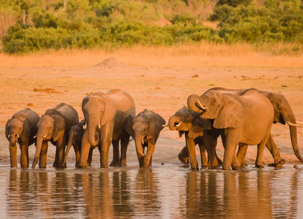 Elephants Savanna Zimbabwe South Africa — Stock Photo, Image