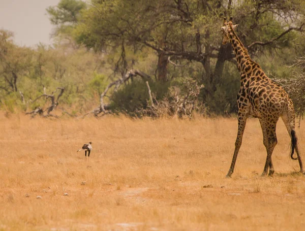 Giraff Savannen Zimbabwe Sydafrika — Stockfoto