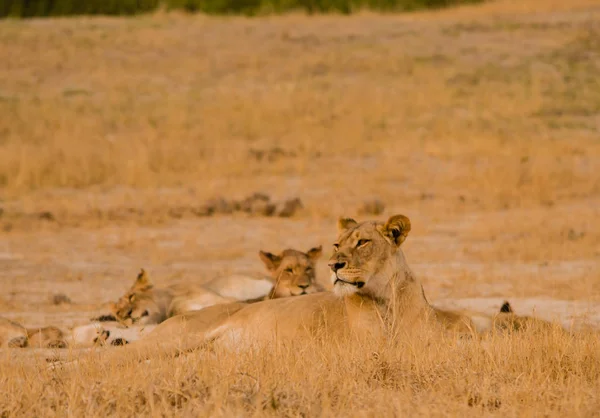 ジンバブエ 南アフリカのサバンナのライオン — ストック写真