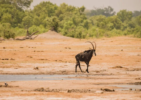 Samur Antilop Zimbabve Güney Afrika Savana Içinde — Stok fotoğraf