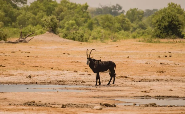 Sable Αντιλόπη Στη Σαβάνα Της Στη Ζιμπάμπουε Νότιος Αφρική — Φωτογραφία Αρχείου