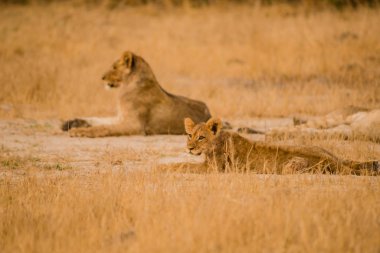 Lionesses Zimbabve, Güney Afrika savana grubunda