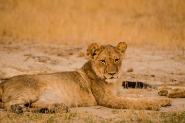 Lionesses Zimbabve, Güney Afrika savana grubunda