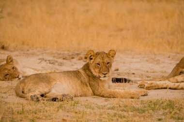 Lionesses Zimbabve, Güney Afrika savana grubunda
