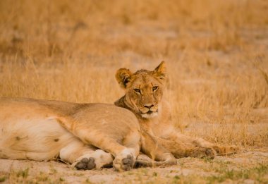 Lionesses Zimbabve, Güney Afrika savana grubunda