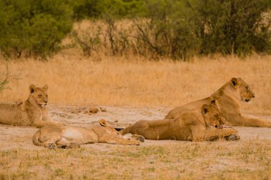 Lionesses Zimbabve, Güney Afrika savana grubunda