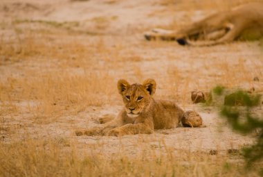 Lionesses Zimbabve, Güney Afrika savana grubunda